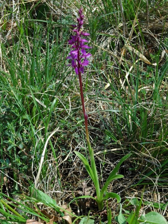 Dactylorhiza  250410